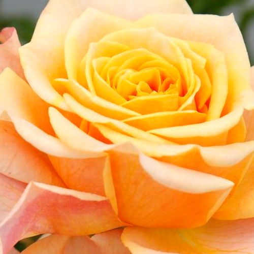 Online rózsa vásárlás - Sárga - Rózsaszín - virágágyi grandiflora - floribunda rózsa - diszkrét illatú rózsa - Rosa La Villa Cotta ® - W. Kordes’ Söhne® - Sok sziromból álló elegáns virágai jól tartják színüket.